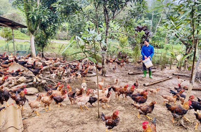 Anh nông dân Hà Giang nuôi gà thả rừng, trồng quế kiểu gì mà gà đẹp, vỏ quế đã cay còn thơm hơn?