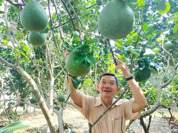 Bảo vệ vườn trái cây đặc sản trước nguy cơ xâm nhập mặn