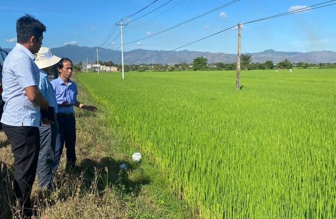 Bám sát đồng ruộng, bảo vệ sản xuất dịp Tết