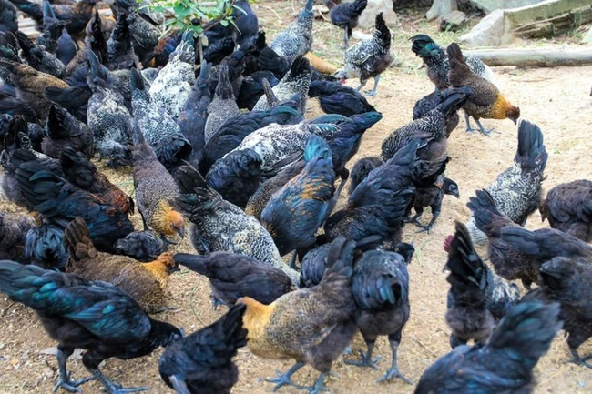 Loài gà có nguồn gốc từ gà rừng, nuôi thành công ở Quảng Ngãi, nông dân bán 150.000 đồng/kg