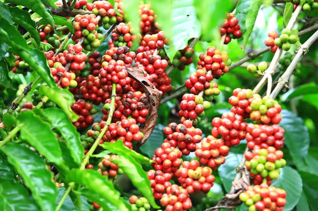Giá cà phê ngày 18/2: Cà phê cả tuần tăng thêm 500-600 đồng/kg, thị trường thế giới biến động mạnh