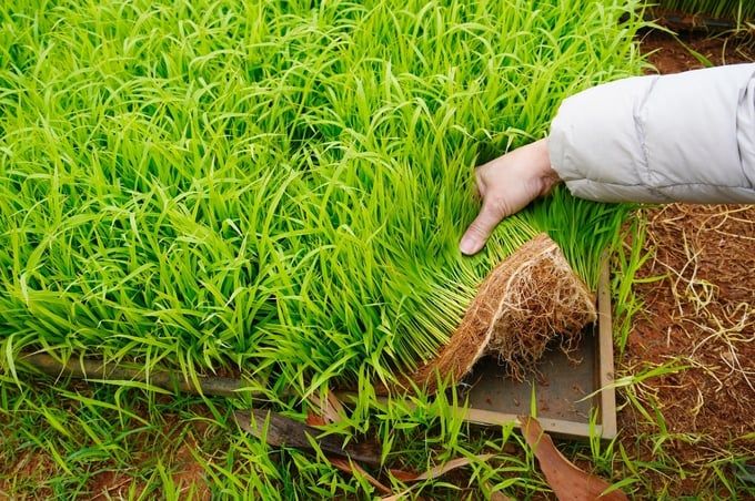 Lúa lai Thụy Hương 308 và hướng những cánh đồng ‘không dấu chân’