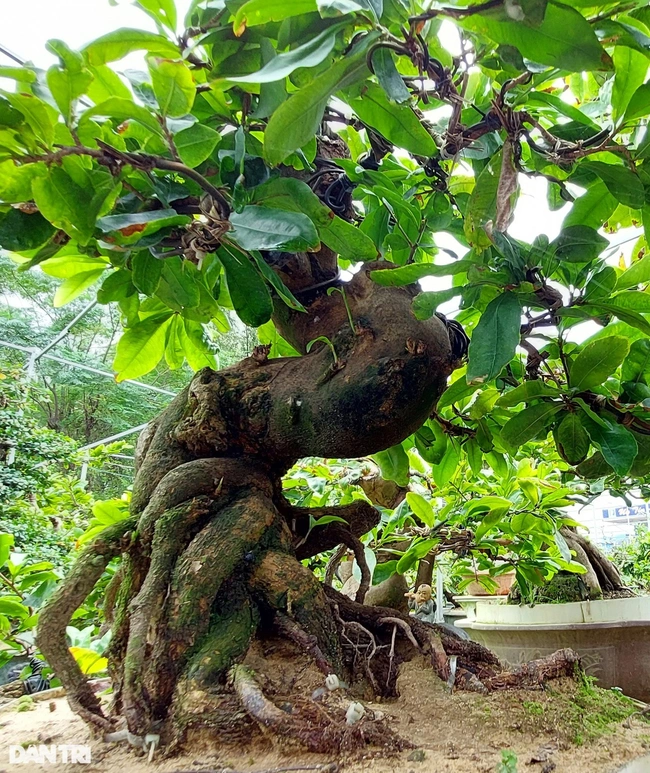 Biến gốc mai vàng hết giá trị, bị chết ngọn, hỏng cành… thành những cây cảnh bonsai độc đáo, thu bạc triệu