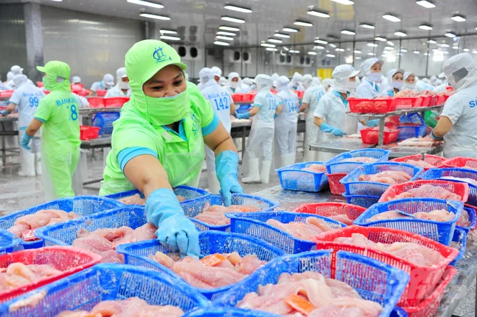 Những Dự báo sản lượng cá tra năm 2024 tăng 2,8%