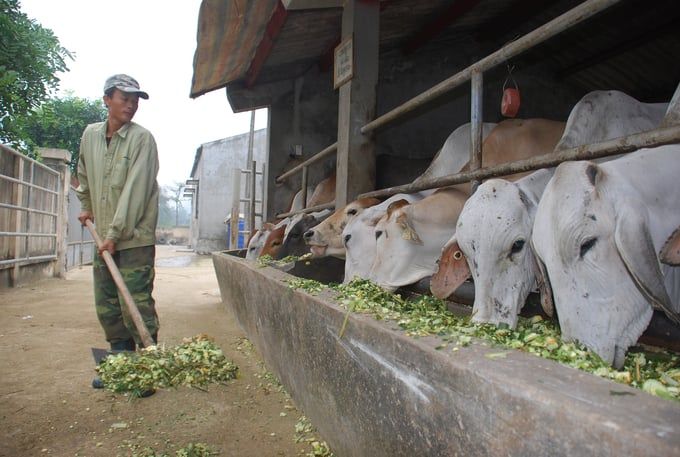 Không kiểm soát được nhập khẩu, ngành chăn nuôi tiếp tục gặp vô vàn khó khăn