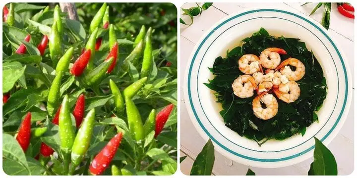 Bất ngờ công dụng của lá ớt, một số bài thuốc chữa bệnh có lá ớt