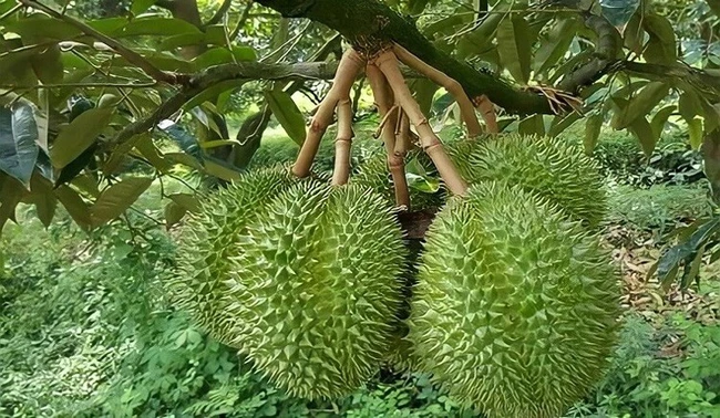 Giá sầu riêng hôm nay 19/2: Thương lại vô tận vườn tìm trái, chủ nhà ra giá cao
