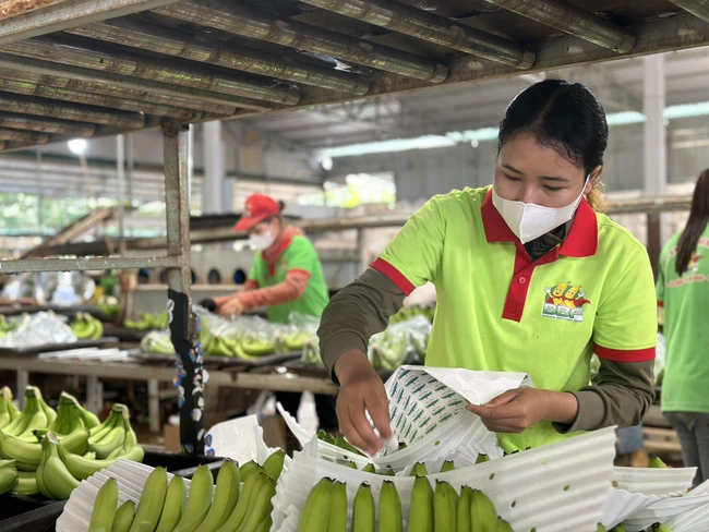 Doanh nghiệp xuất khẩu chuối ở Đắk Lắk 
