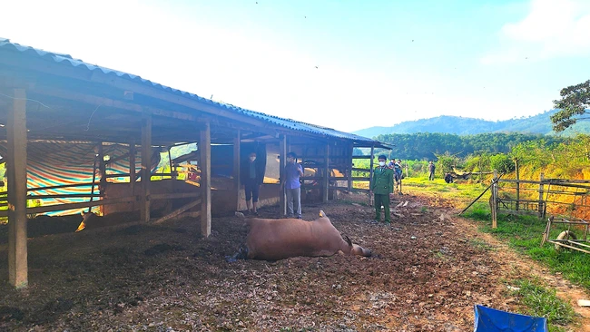 Hà Tĩnh: Bò nuôi chết bất thường ở huyện Hương Khê, cơ quan chức năng đang tìm nguyên nhân