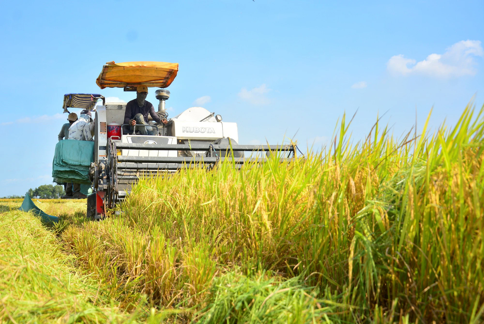 Vì sao giá lúa gạo liên tục giảm?