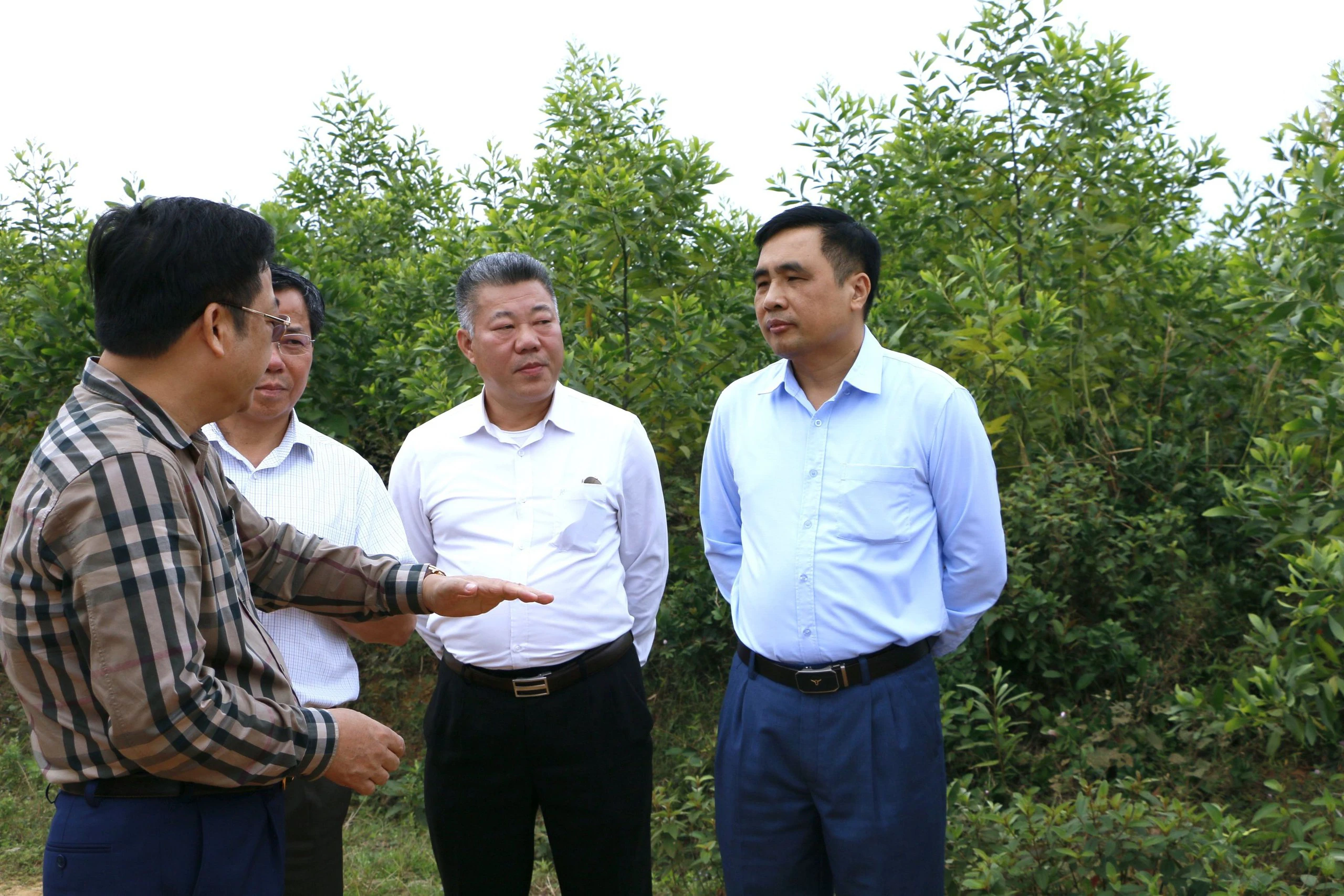 Thủ tướng Chính phủ đã phê duyệt đề án nâng cao chất lượng rừng, 240.000ha rừng sẽ được ưu tiên đầu tư