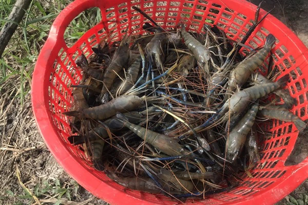 Nuôi đặc sản trong ruộng đất lúa, nông dân Hậu Giang bắt lên toàn con to, ai cũng muốn mua