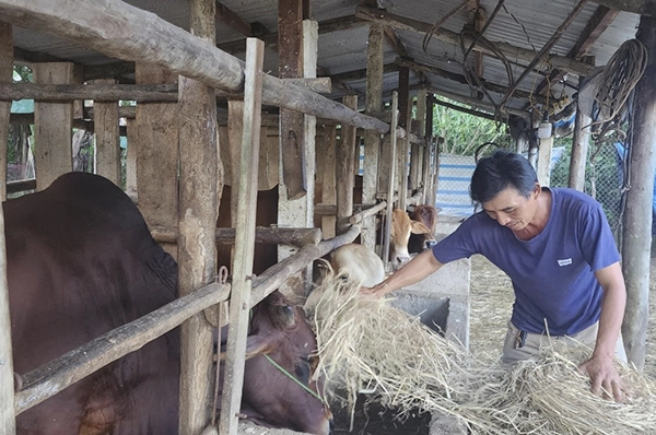Trồng nấm, nuôi bò từ vốn ưu đãi Ngân hàng Chính sách xã hội, nông dân Quảng Nam nhanh khá giả