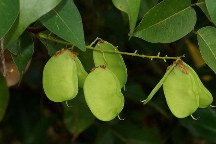 Không ngờ cây này chống viêm, chống oxy hóa, tăng cường miễn dịch, trị ho, cầm máu, tiêu chảy, kiết lỵ