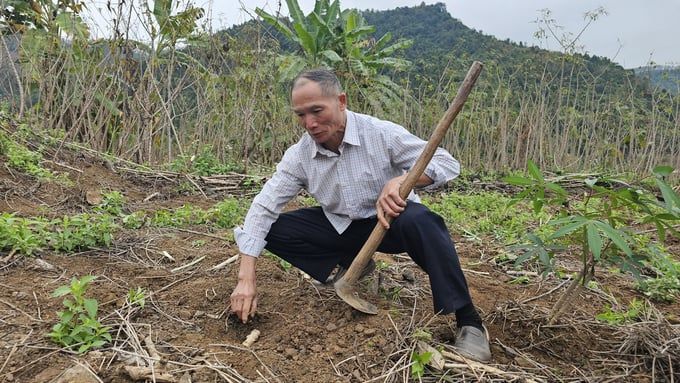 Không khuyến khích, người dân vẫn trồng hàng nghìn ha sắn