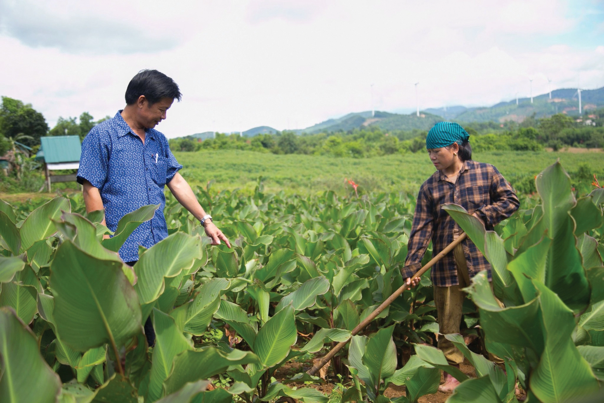 Cánh đồng đẹp mê mẩn ở một huyện của Quảng Trị, nhiều người đang lên xem