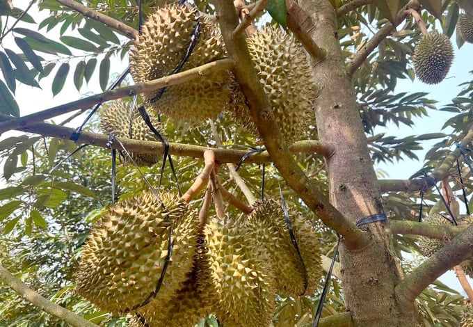 Cạnh tranh ngày càng gay gắt trên thị trường sầu riêng Trung Quốc