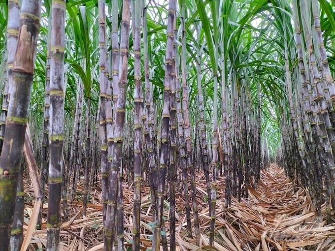 Giá mía tăng, nông dân phấn khởi thu hoạch
