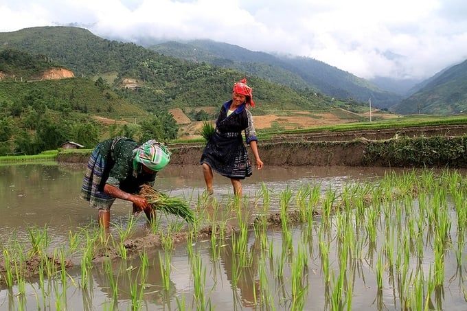 Nông dân Yên Bái hối hả xuống đồng gieo cấy lúa xuân