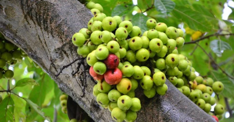 Quả này ai cũng biết nhưng đều không ngờ về lợi ích cho sức khỏe 