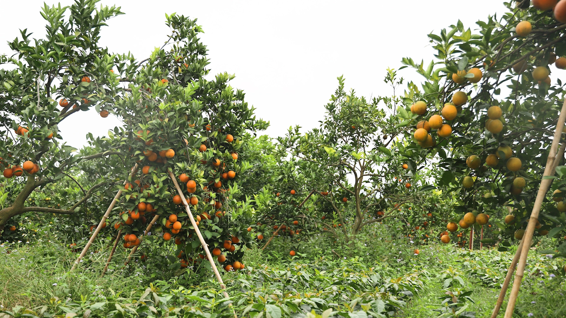 Sơn La: Nâng cao chất lượng sản phẩm OCOP