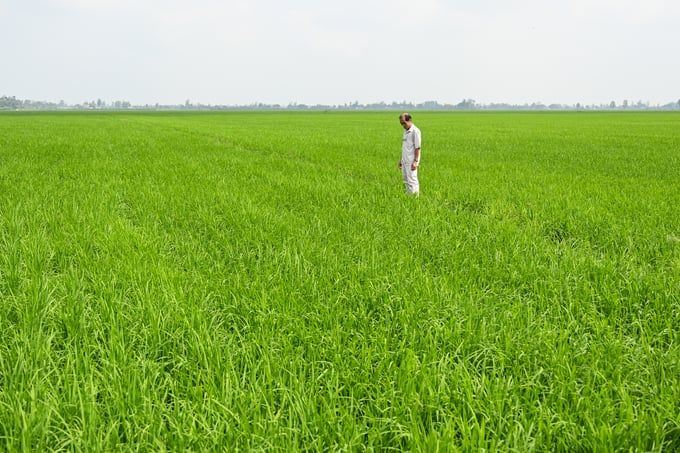 Khát khao theo đuổi canh tác lúa bền vững