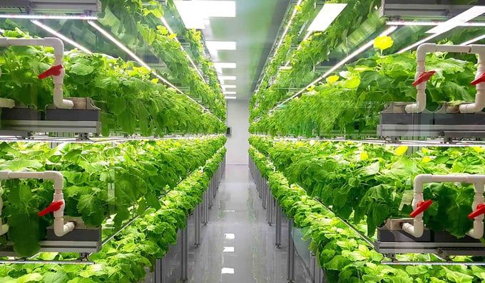 Canh tác thẳng đứng: Nhà kho có thể trở thành trang trại lý tưởng?