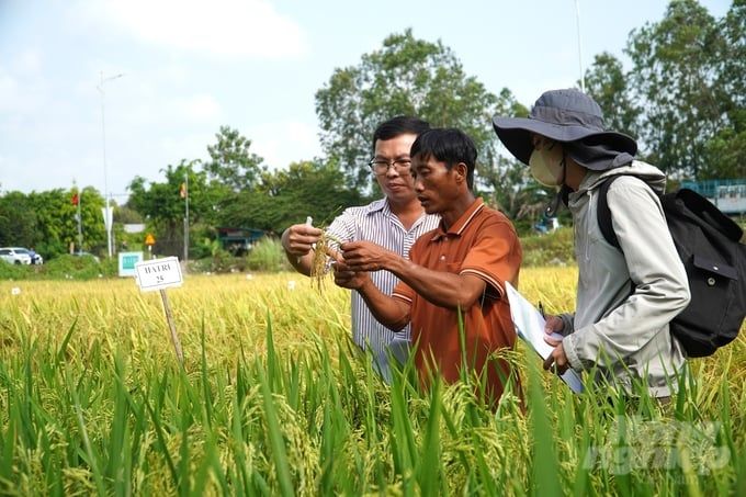 HATRI 'trình làng' bộ giống lúa thích ứng biến đổi khí hậu