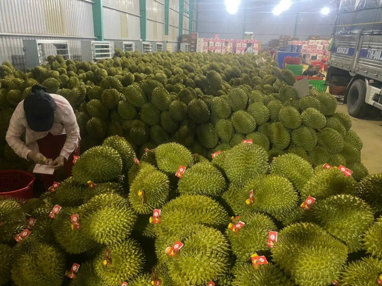 Giá sầu riêng hôm nay 28/2: Sầu riêng hái từ nhà vườn miền Tây Nam bộ vẫn bán giá cao nhất cả nước
