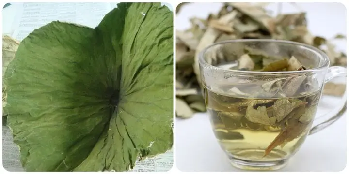 Loại lá này nhiều người đun nước để uống nhưng không phải ai cũng biết công dụng của nó
