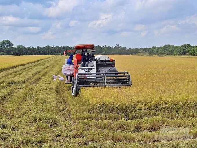 Một doanh nghiệp muốn bao tiêu gần 68% diện tích lúa Đông Xuân