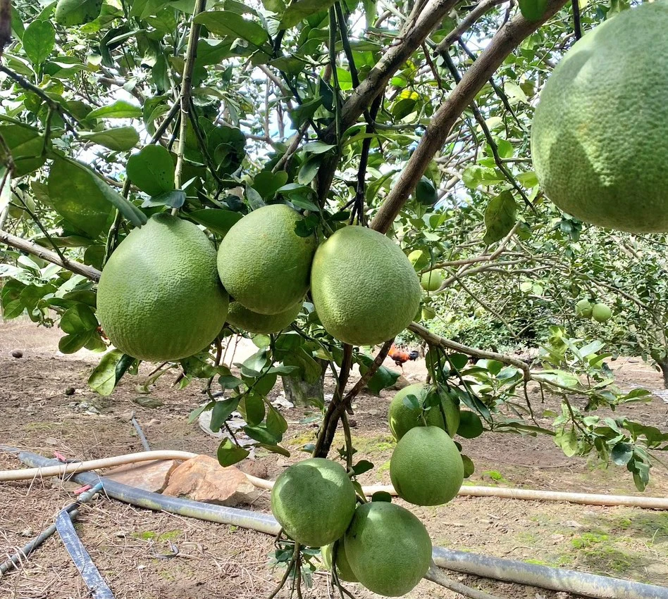 9X Khánh Hòa đã xinh lại còn giỏi bán bưởi da xanh, cả làng khen