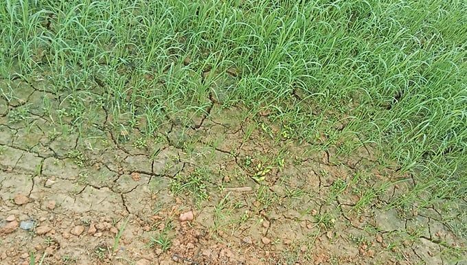 Vụ xuân ở Nghệ An có nguy cơ thiếu nước trầm trọng