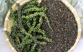 Giá tiêu tại Bình Phước đang cao nhất cả nước, gần chạm mốc 100.000 đồng/kg, tiêu hữu cơ giá còn cao hơn 30%