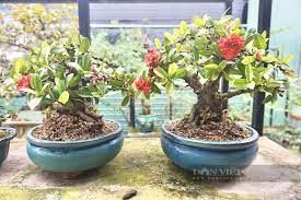 Vườn trồng cây cảnh toàn chậu bonsai độc lạ, một nông dân Đà Nẵng vừa làm vừa chơi lại rủng rỉnh tiền