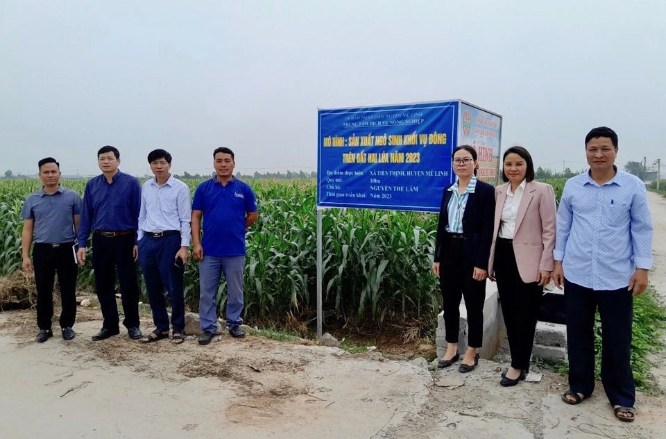 Hà Nội: Trồng lúa VietGAP, ngô sinh khối, nông dân Mê Linh không còn phải lo đầu ra