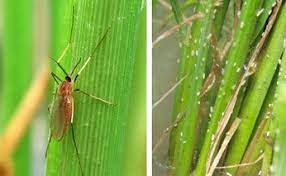 Muỗi hành gây hại và biện pháp phòng trừ