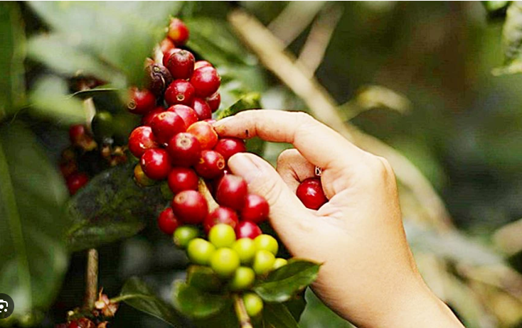 Giá cà phê ngày 1/3: Đồng loạt tăng, xuất khẩu cà phê tăng 85%, giá xuất khẩu cao nhất mọi thời đại đạt 3.153 USD/tấn