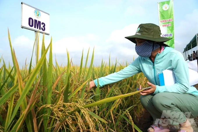 Viện Lúa ĐBSCL trình diễn 25 giống lúa triển vọng