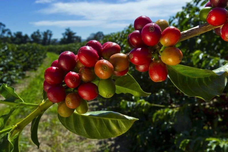 Giá cà phê ngày 2/3: Nguồn cung có dấu hiệu bị thắt chặt, cà phê Robusta tiếp tục leo đỉnh