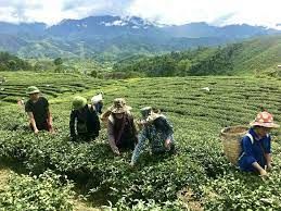 Lai Châu giới thiệu vùng tiềm năng trồng Chè cổ thụ và dược liệu tới các nhà đầu tư để kêu gọi  đầu tư