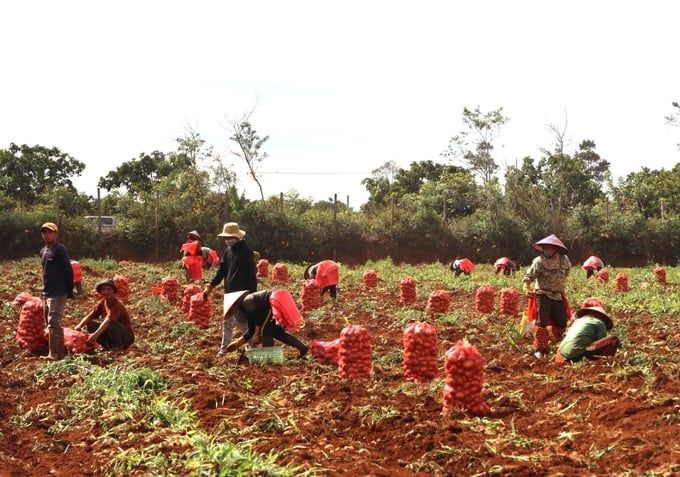 Liên kết nâng tầm rau củ quả