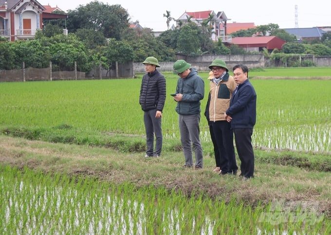 Các tỉnh phía Bắc cơ bản hoàn thành gieo cấy vụ đông xuân