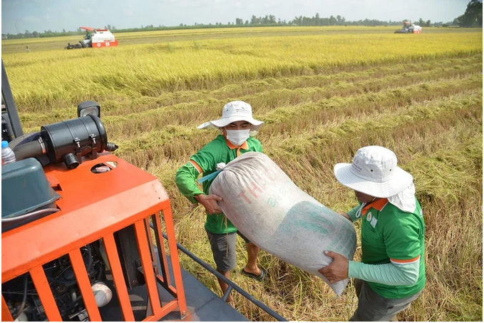 Thủ tướng đề nghị nghiên cứu thí điểm đưa lực lượng thương lái vào chuỗi ngành hàng lúa gạo