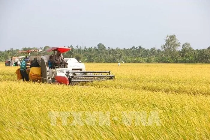 Thủ tướng chỉ đạo thúc đẩy việc triển khai sàn giao dịch thóc gạohủ tướng chỉ đạo thúc đẩy việc triển khai sàn giao dịch thóc gạo