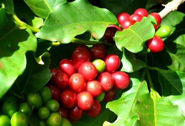 Giá cà phê ngày 7/3: Giá Robusta trở lại mức cao nhất 16 năm, cà phê trong nước cũng tăng vọt