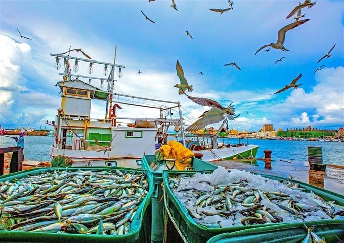 Gỡ 'thẻ vàng' IUU: Kinh nghiệm thế giới