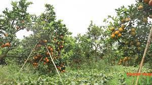 Phát triển cây ăn quả trên đất dốc theo hướng bền vững