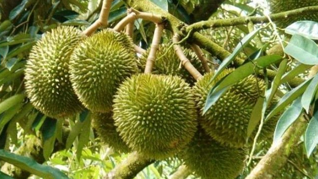 Giá sầu riêng ngày 10/3: Xuất khẩu sầu riêng tăng vọt, thị phần rau quả Việt tại Trung Quốc tăng gần gấp đôi