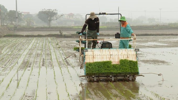 Diện tích cây vụ đông của Ninh Bình có xu hướng giảm